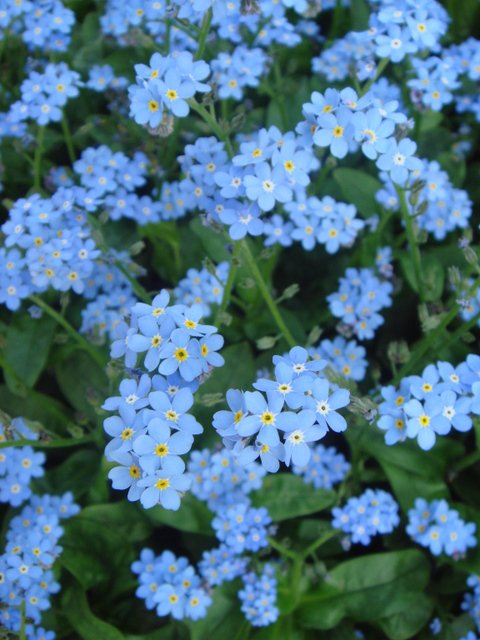 Myosotis alpestris 'Bluesylva' fleur